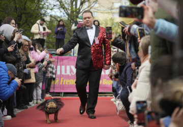 Russia French Bulldogs Parade
