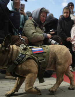 Russia French Bulldogs Parade