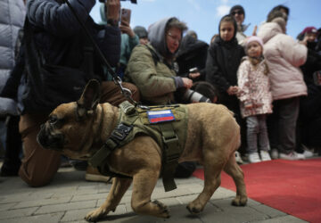 Russia French Bulldogs Parade