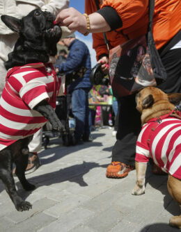 Russia French Bulldogs Parade