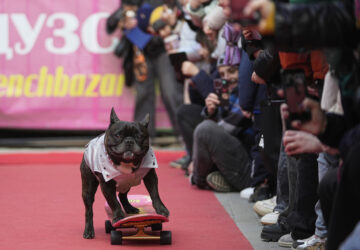 Russia French Bulldogs Parade