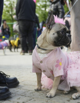 Russia French Bulldogs Parade