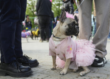 Russia French Bulldogs Parade