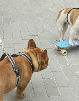 Russia French Bulldogs Parade